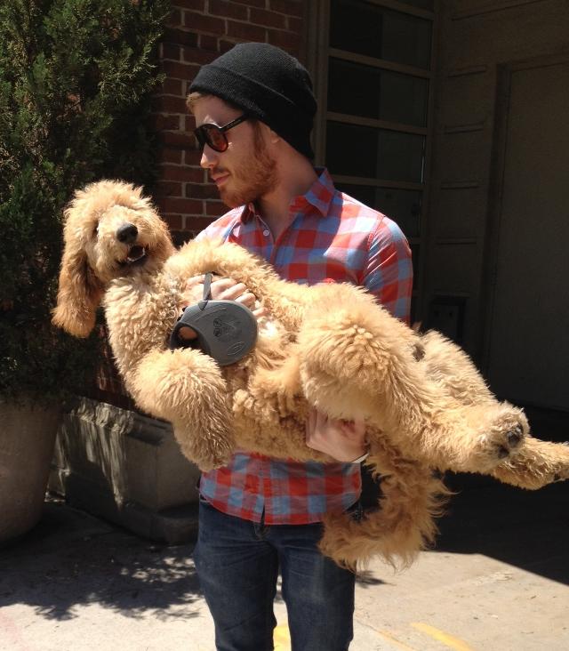 Golden Doodle Puppy Cute Legs