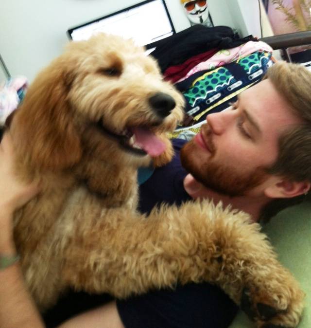 Golden Doodle Puppy Hug