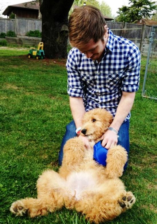 Doodle Puppy Laying Down