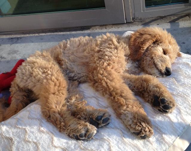 Golden Doodle Sleeping