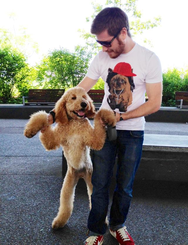 Doodle Puppy Standing Photo