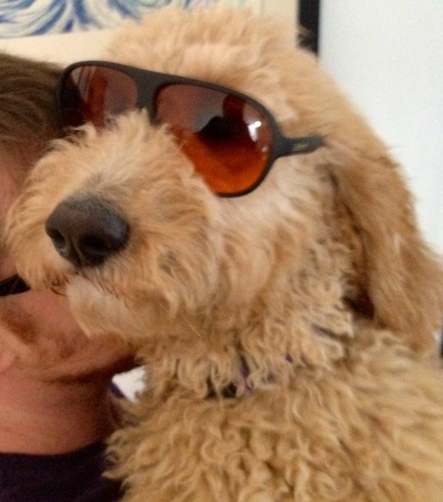 Golden Puppy Sunglasses