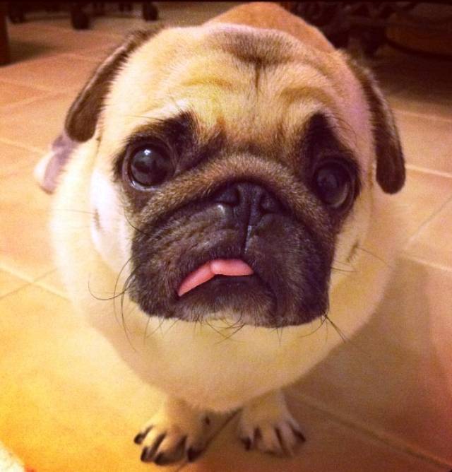 Honey the Pug Makes A Cute Face