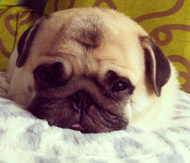 The Cutest Pug Ever