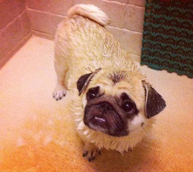 Pug Shower Picture