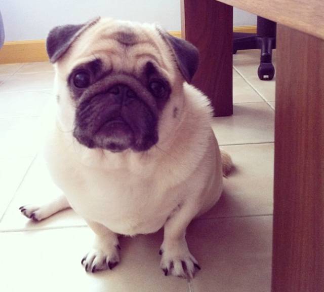 Honey the Cute Pug Sits