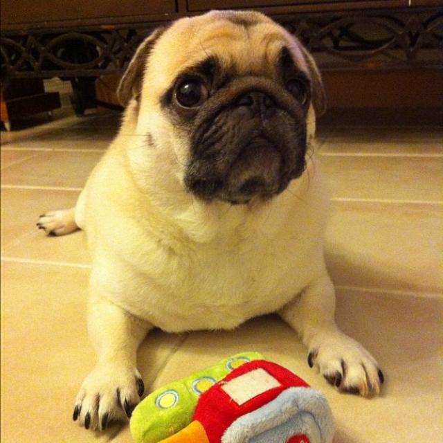 Honey the Cute Pug Sitting