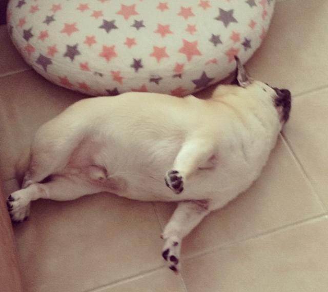 Honey the Pug Sleeping Photograph