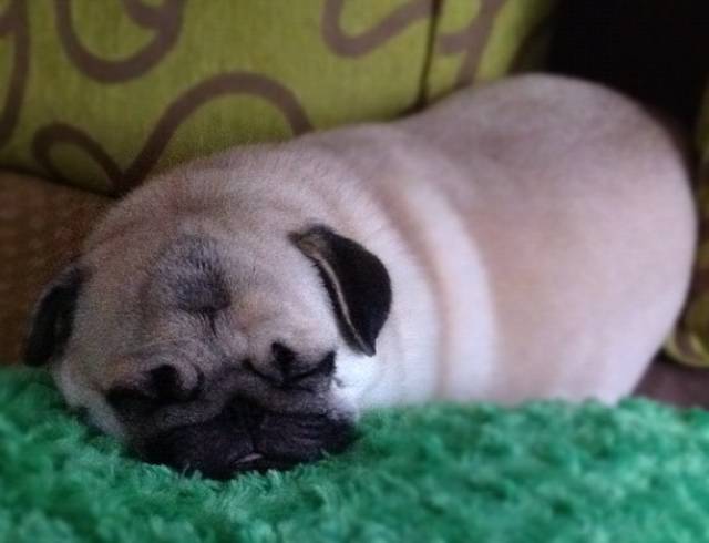 Honey the Cute Pug Tired