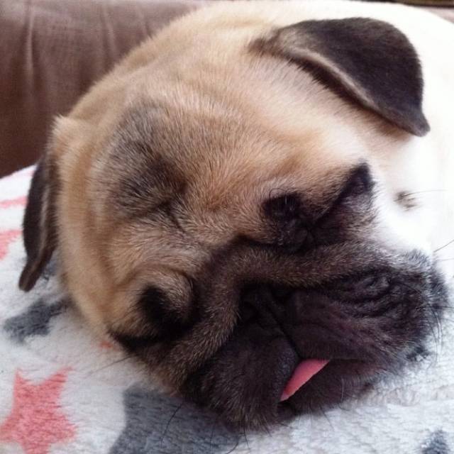 Cutest Pug Ever Photo