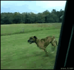 funniest-dog-gifs-dog-jumps-out-window.gif