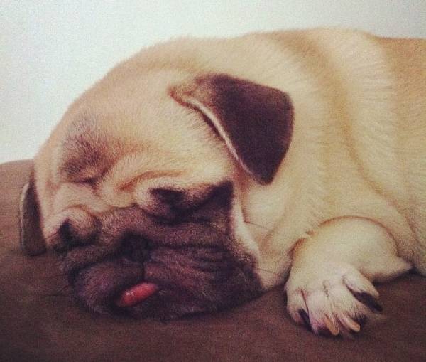 Honey The Pug Sleeping With Tongue Out