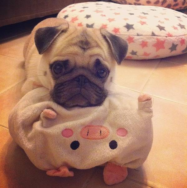 Aww Honey The Pug