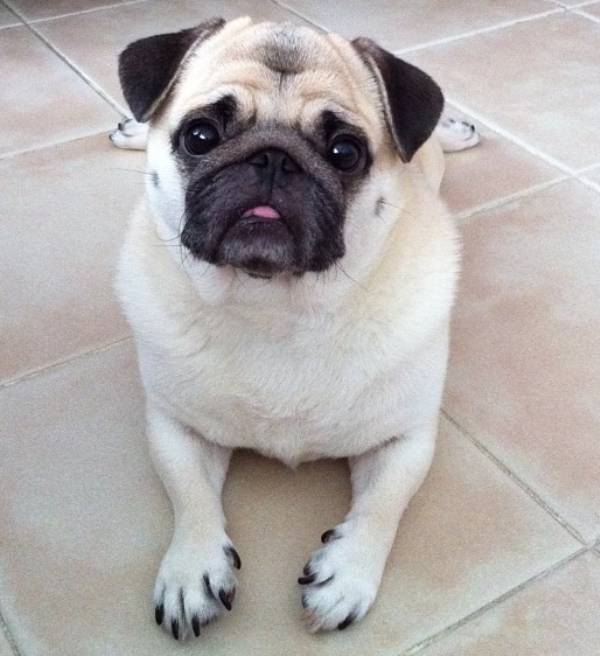 Cute Honey the Pug