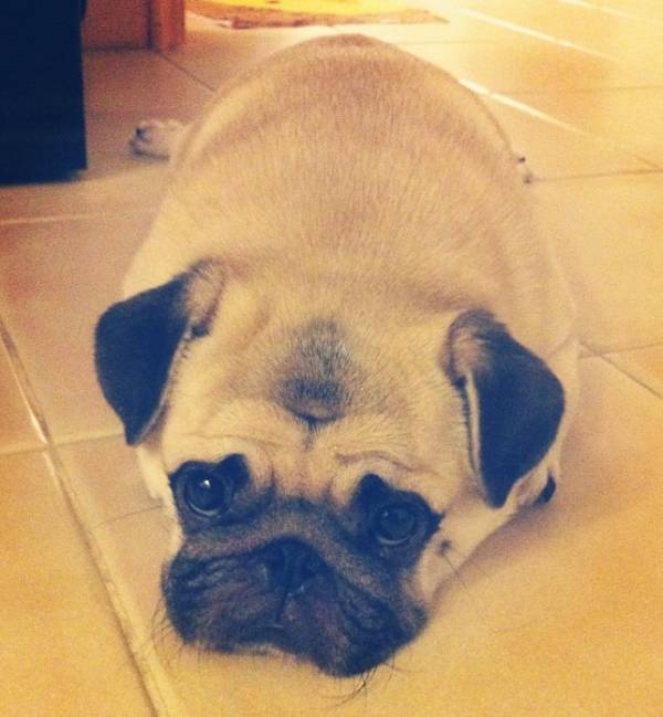 Cute Laying Pug