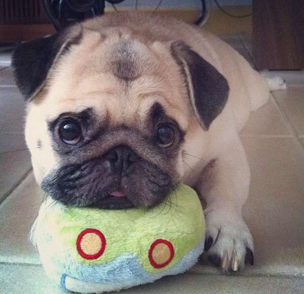 Honeys Puppy Pug Eyes