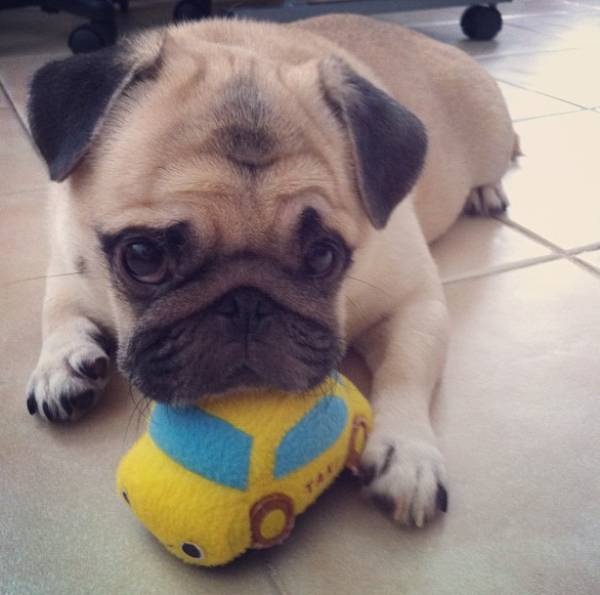 Honey the Pug As A Puppy