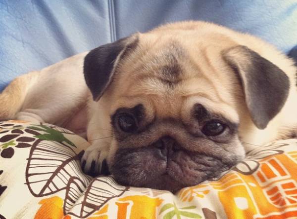 Honey the Pug Sad