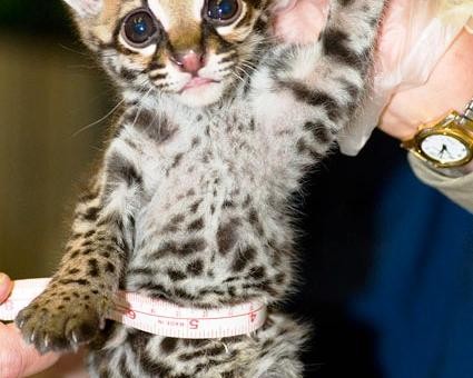 baby-ocelot