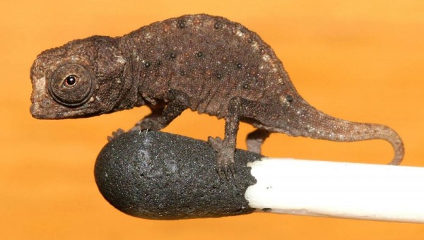 best-of-tiny-chameleon