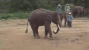 Elephant Kick Boss