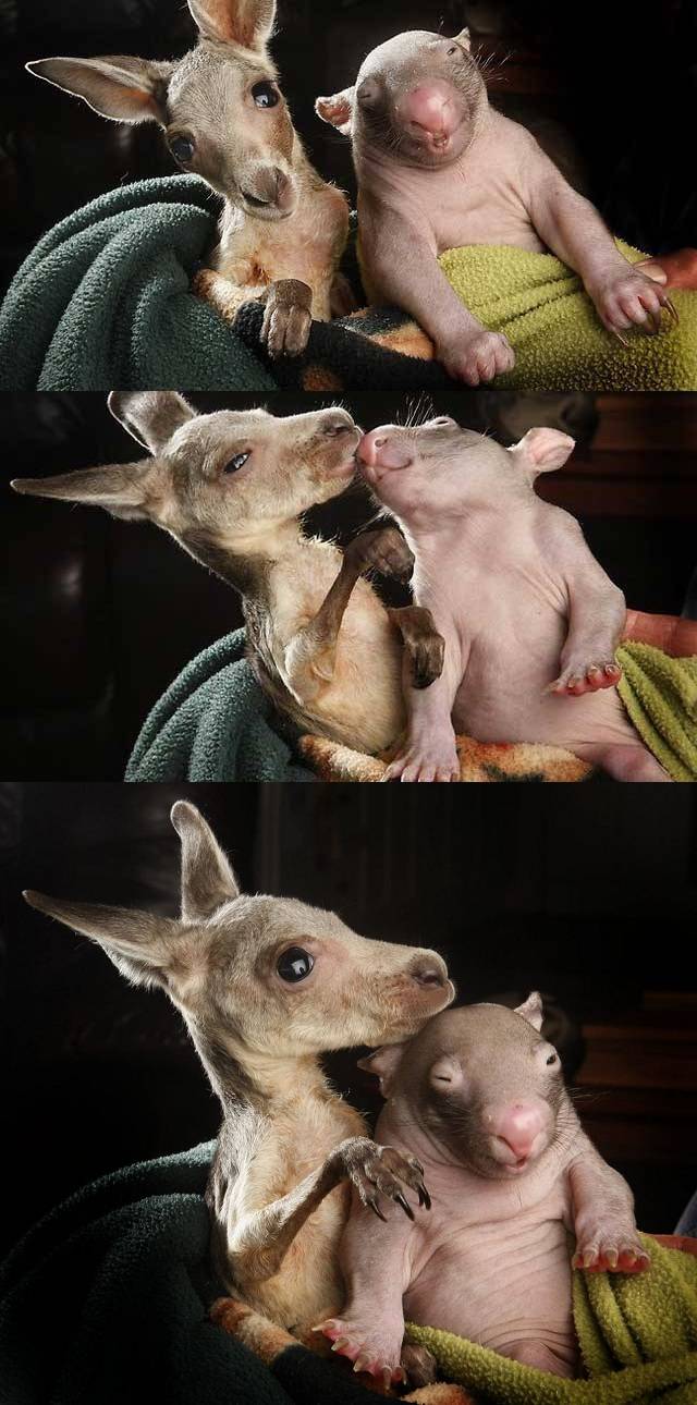 Unusual Animal Friendships Kangaroo and Wombat