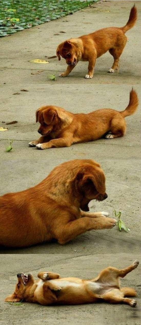 Praying Mantis and Puppy Friendship