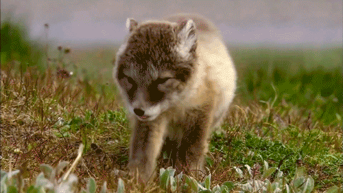 Cutest Animal GIFs Ever Baby Artic Fox Sleeps