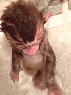 cutest-animal-gifs-baby-monkey-bath