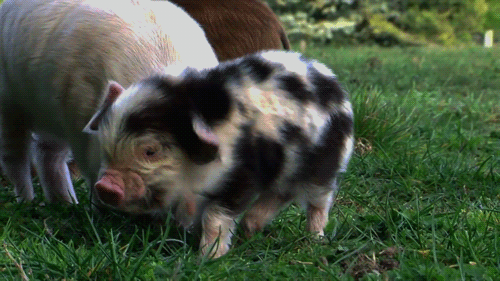 Baby Pigs Are The Cutest GIF