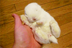Cutest Bunny Nap Ever