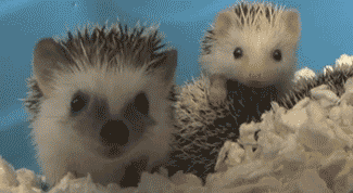 Hedgehog Yawn Cutest Animal GIFs