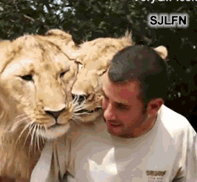 Adorably Dangerous Lion Cuddle GIF