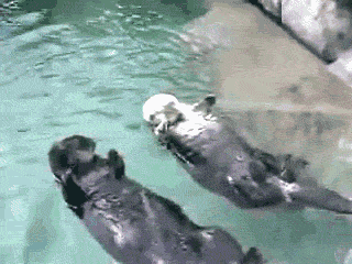 Otters Holding Hands GIF