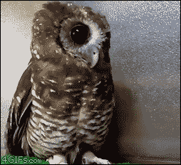 Owl Enjoys A Good Head Scratch GIF