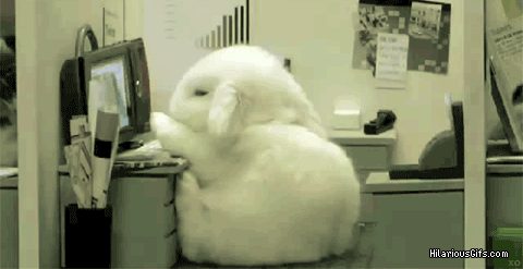 Cutest Rabbit Nap Ever GIF