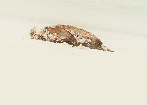 Seal in the Snow GIF