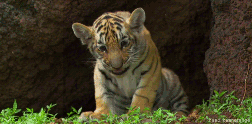 Tiger Cub Yawn
