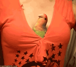 Parrot Goes Into Chest