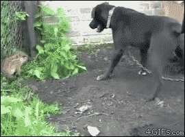 Funniest Animal Piglet Scares Dog