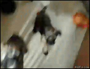 Puppies Gate GIF