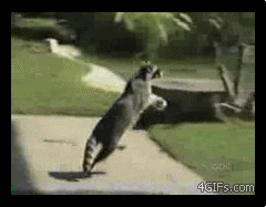 Funniest Animal Raccoon Picnic