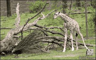 Funniest Animal GIFs Scared Baby Giraffe