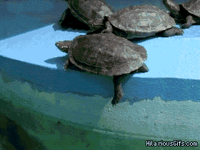 Funniest Animal GIFs Turtle Push
