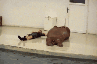 Funniest Animal GIFs Walrus Sit Ups
