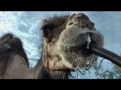 Video thumbnail for youtube video One Thirsty Camel