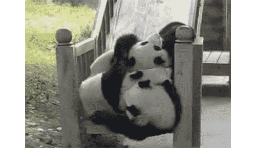 Pandas on a Slide GIF