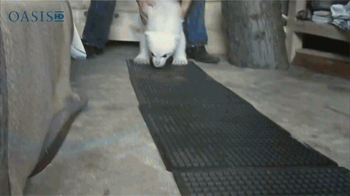 Baby Polar Bear Learns To Walk GIF