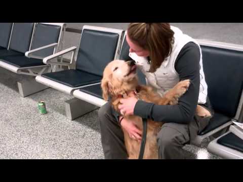 Golden Retriever Greets Her Owner Returning From Afghanistan