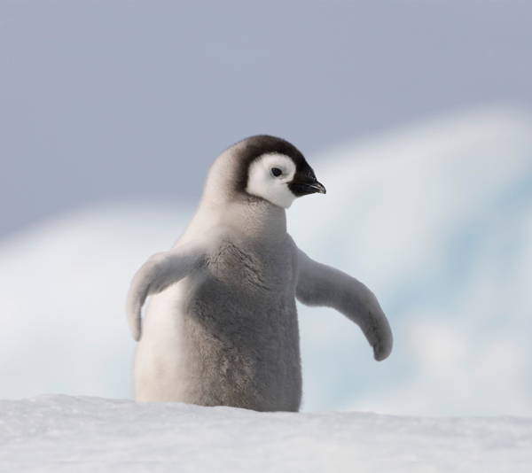 Adorable Penguin